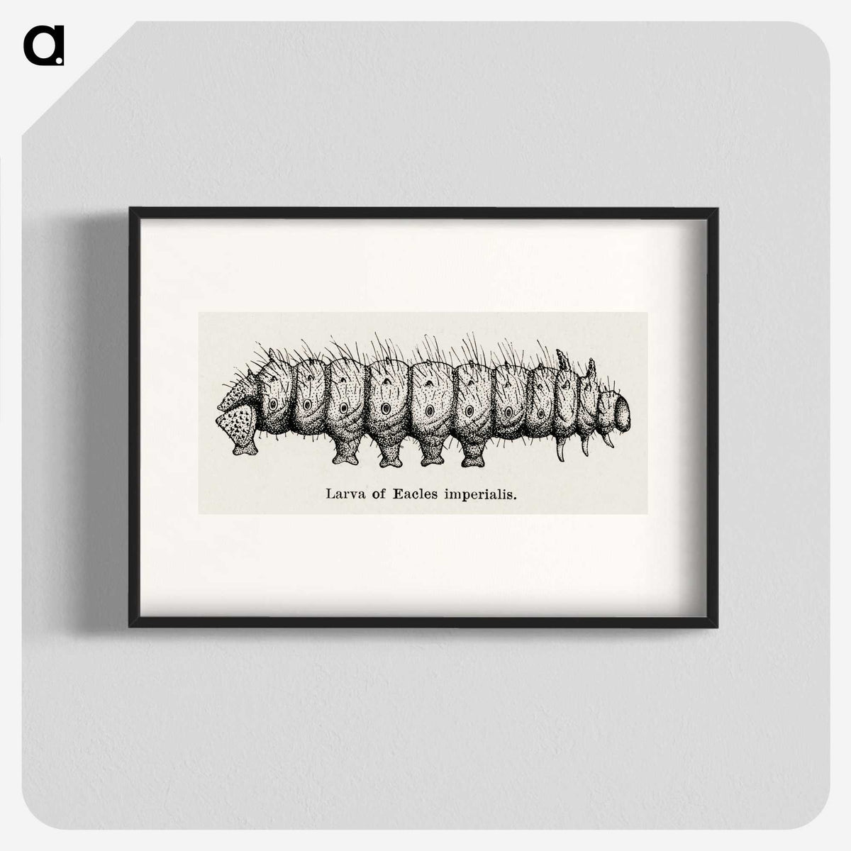 2-34_Moths-and-Butterflies-of-the-United-States_blk