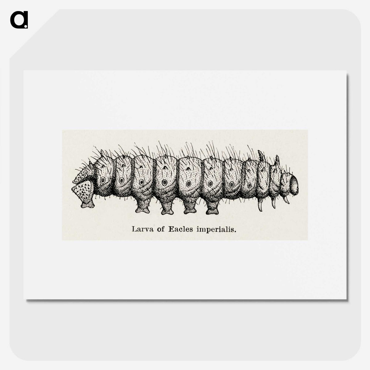 2-34_Moths-and-Butterflies-of-the-United-States_picture