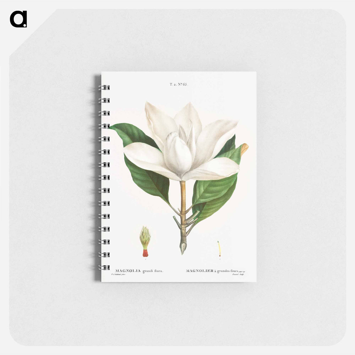 Southern magnolia - ピエール ジョゼフ ルドゥーテ Memo.