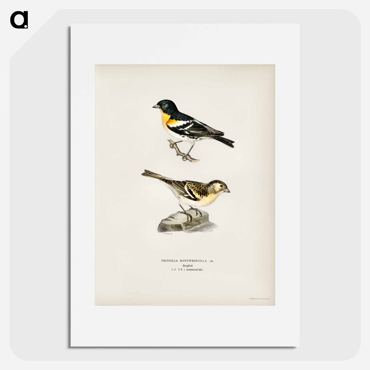 アートポスター-Brambling
- スヴェンスカ フォグラル Poster.