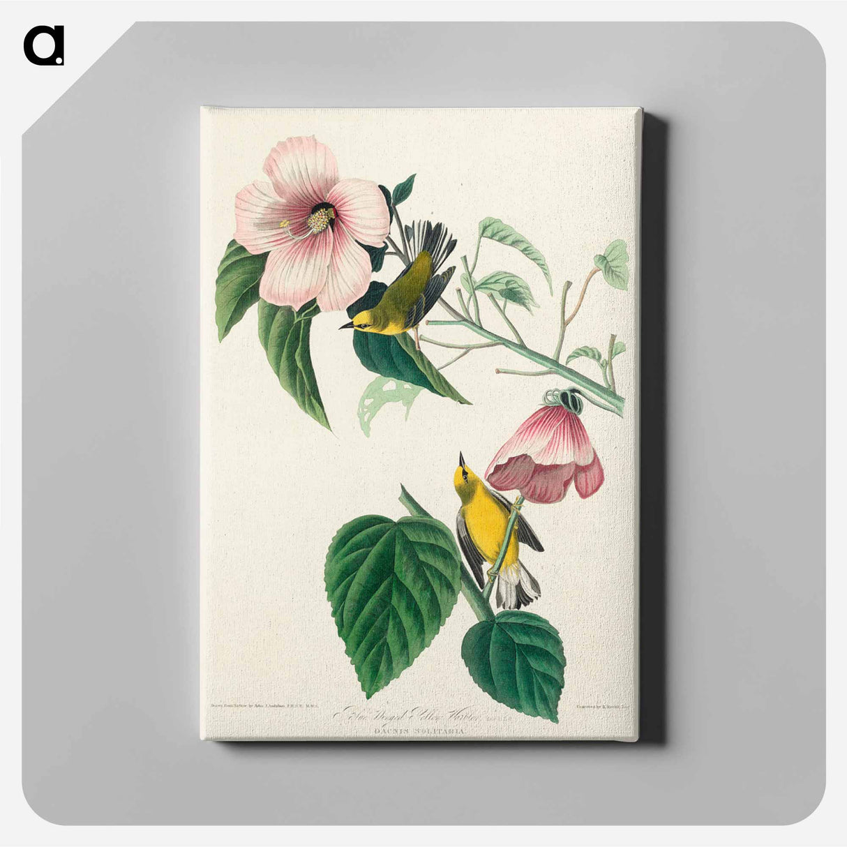 アートパネル-Blue-winged Yellow Warbler from Birds of America
- アメリカの鳥たち Canvas.