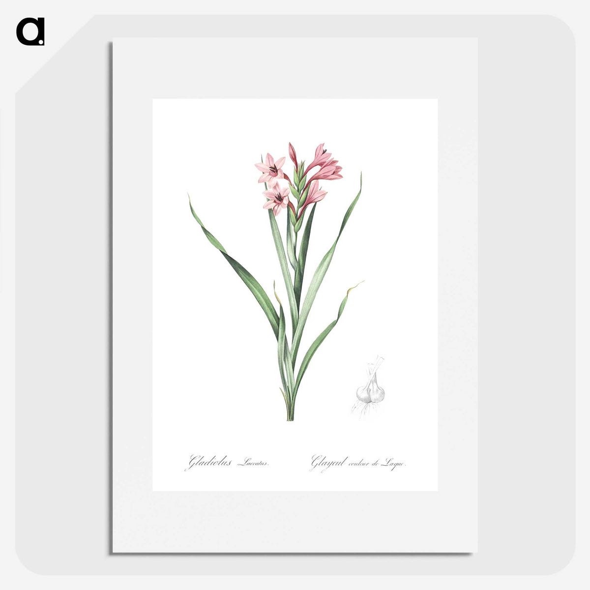 2-34_The-Lilies_picture