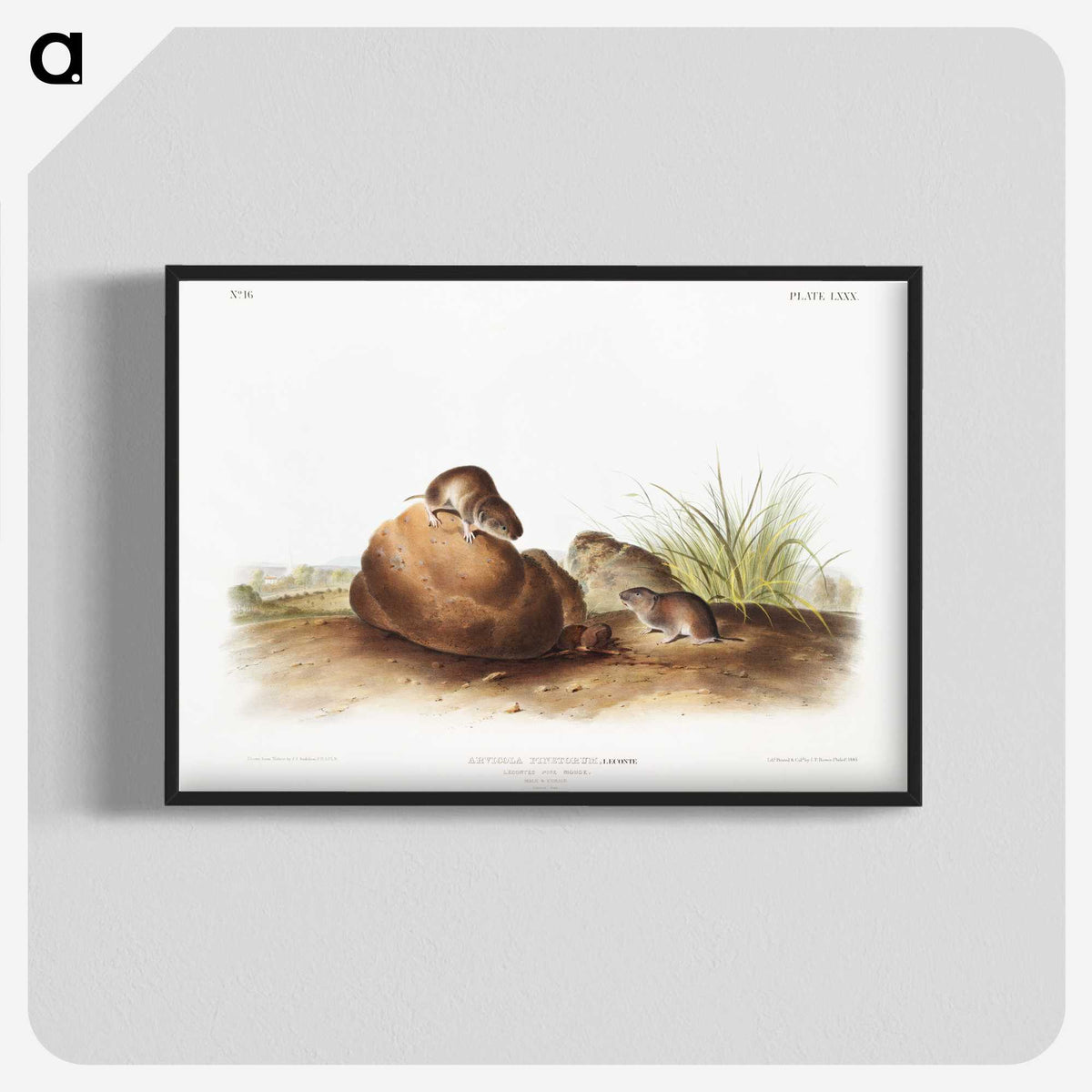 2-34_The-Viviparous-Quadrupeds_blk-crop