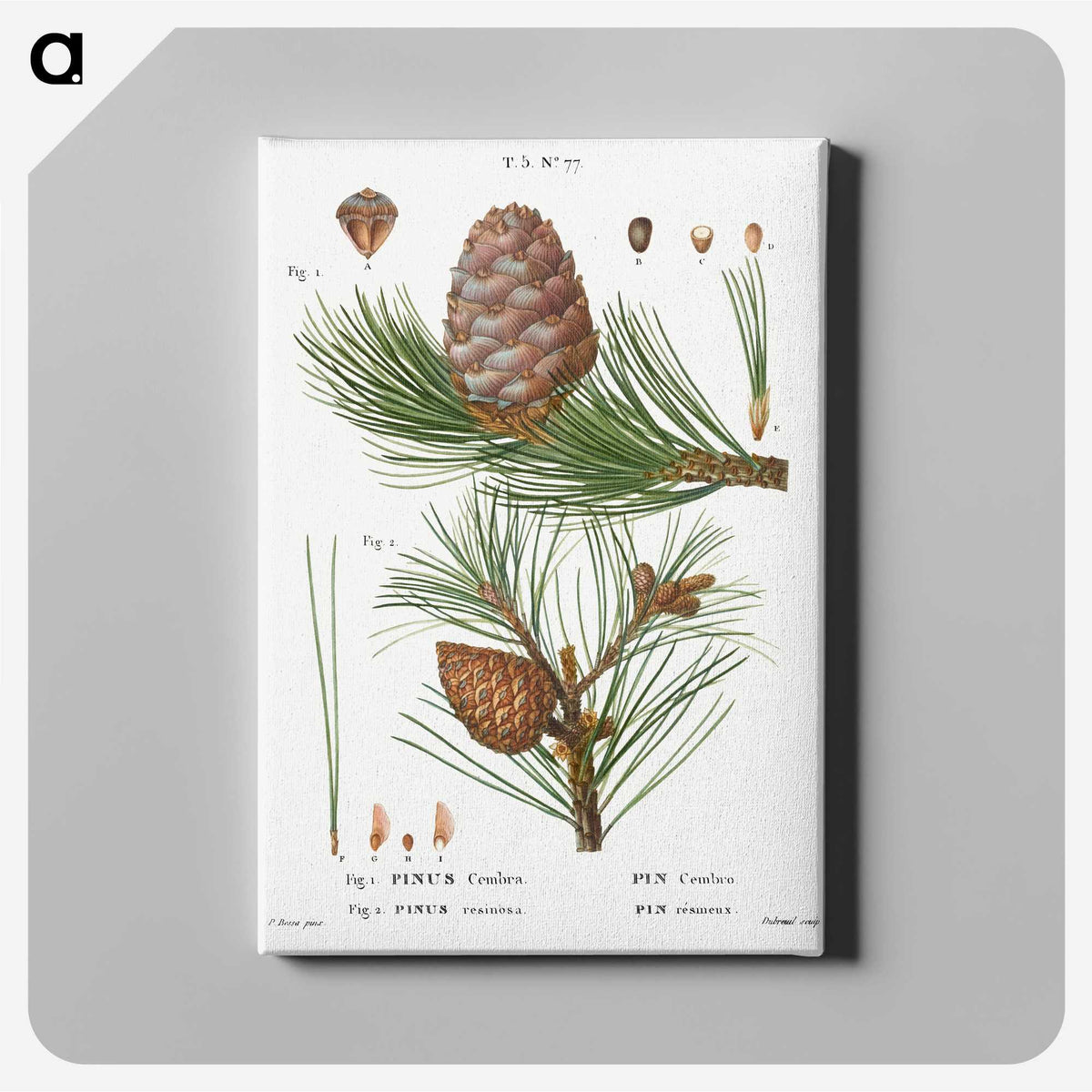 2-34_Treatise-on-Trees-and-Shrubs_canvas