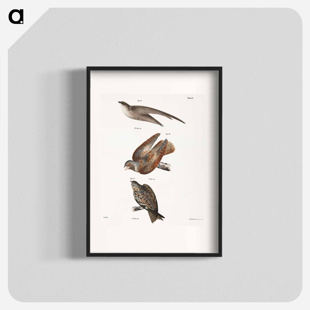 The Chimney Swallow - ニューヨークの動物学 Poster.