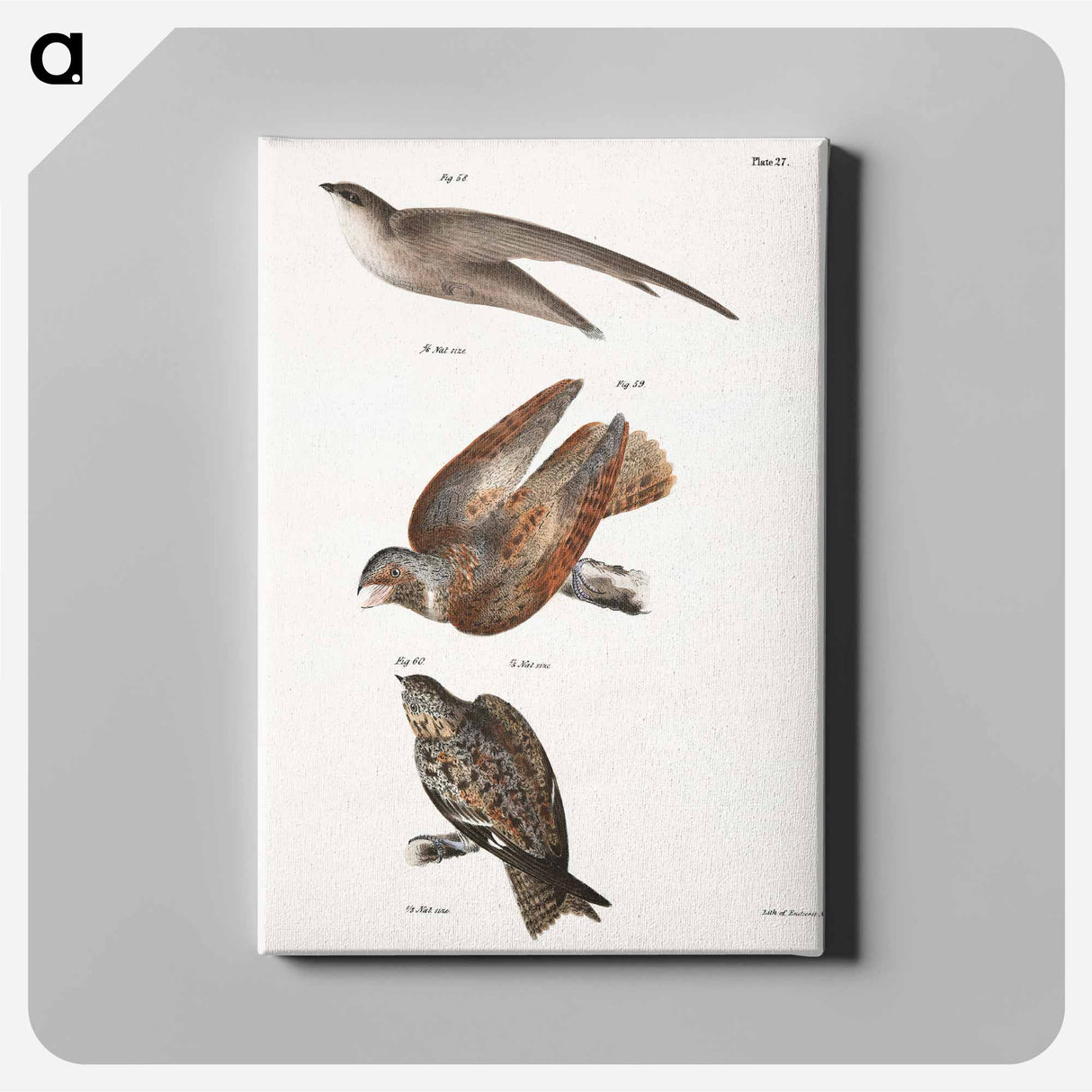 The Chimney Swallow - ニューヨークの動物学 Canvas.