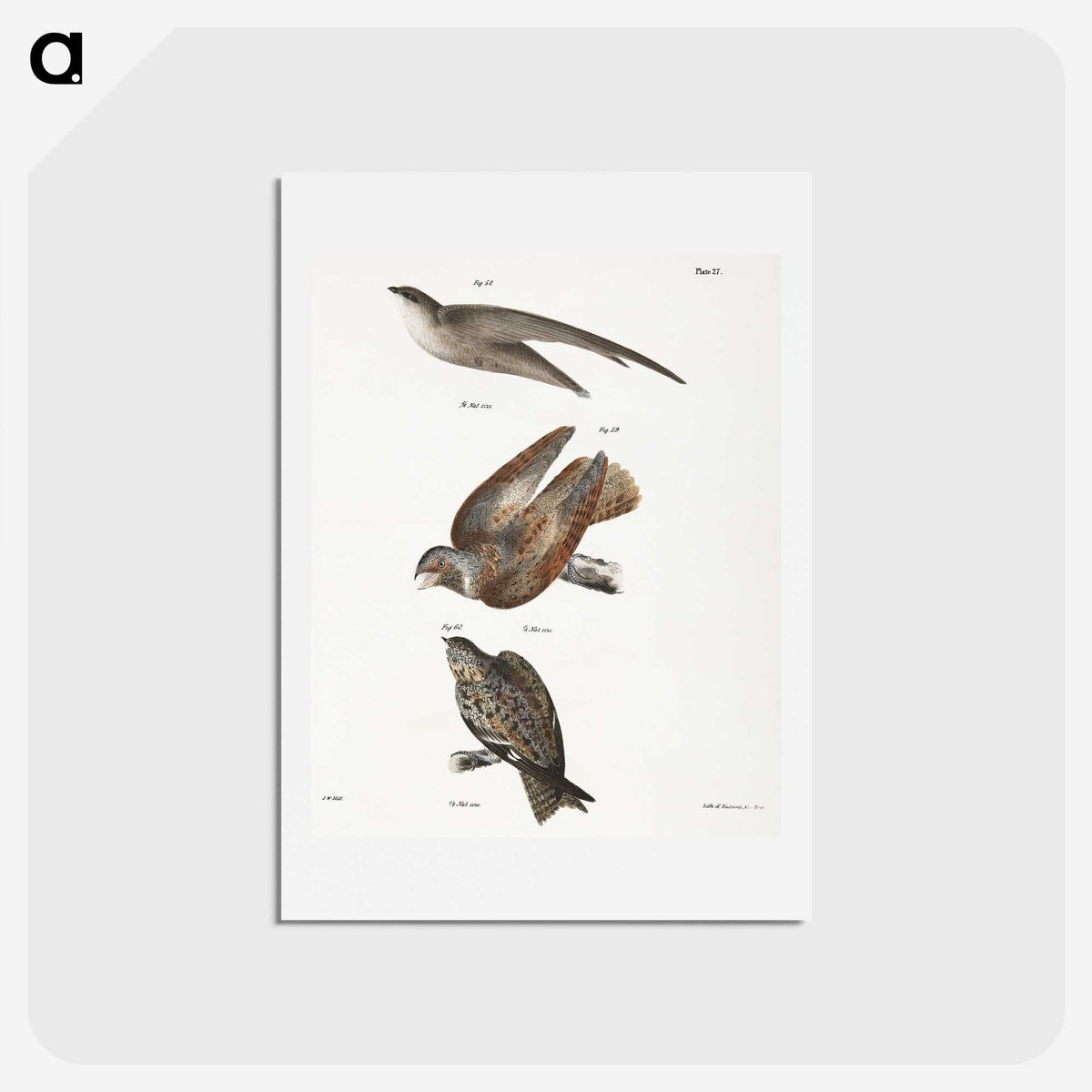 2-34_Zoology-of-New-York_hagaki