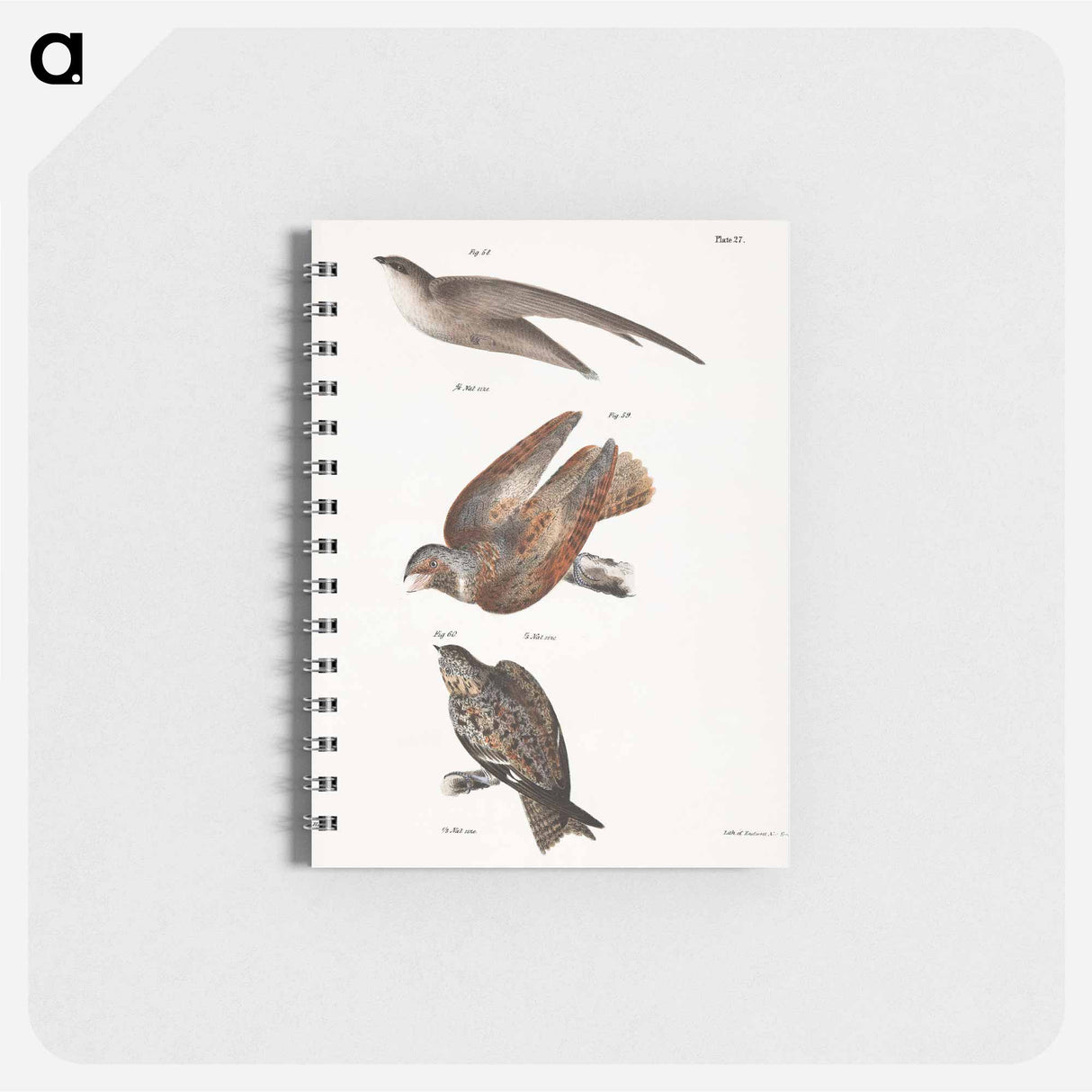 The Chimney Swallow - ニューヨークの動物学 Memo.