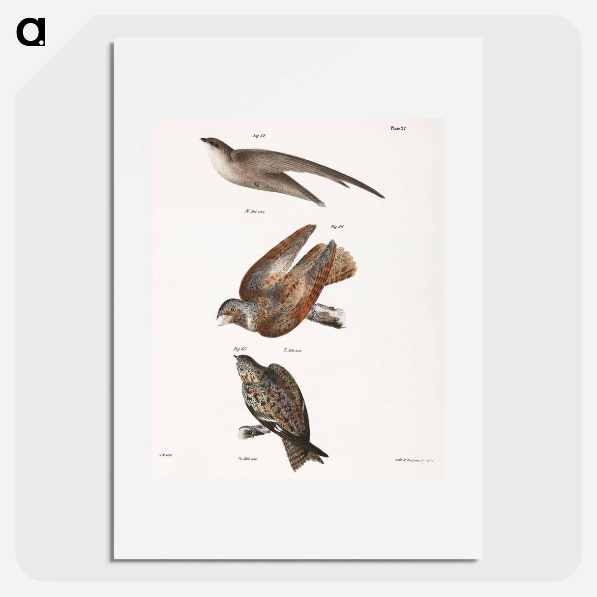 The Chimney Swallow - ニューヨークの動物学 Poster.