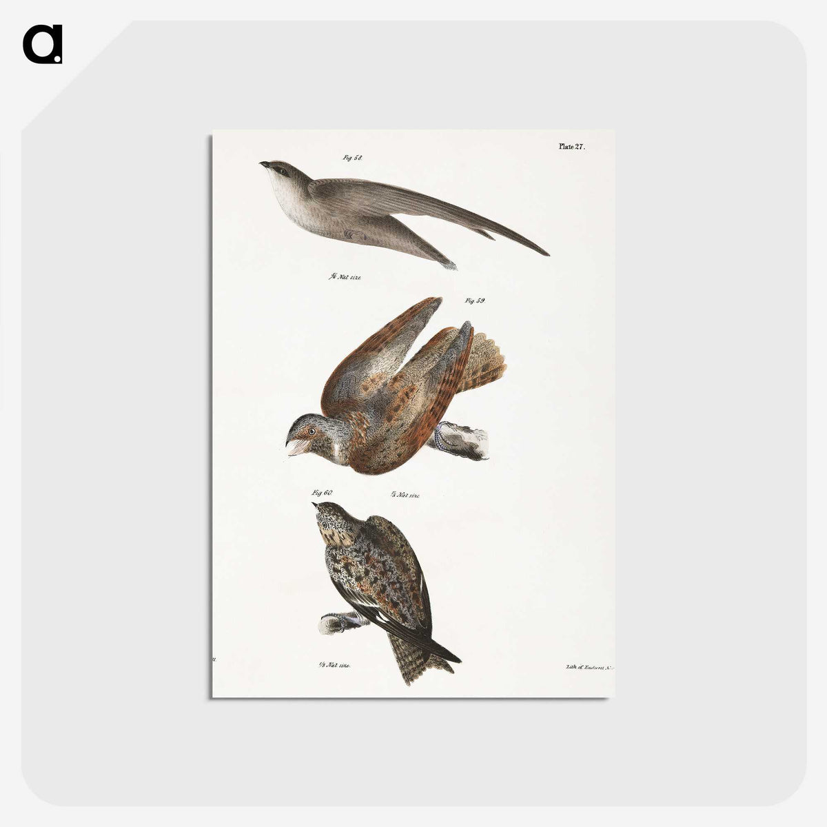2-34_Zoology-of-New-York_postcard