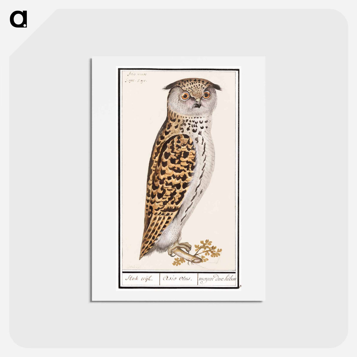 アートポストカード-Eurasian scops owl - アンセルムス ボエティウス デ ブート Postcard.