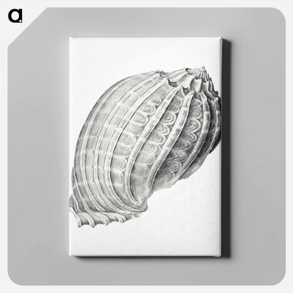 Vintage terrestrial snail illustration - エルンスト ヘッケル Canvas.