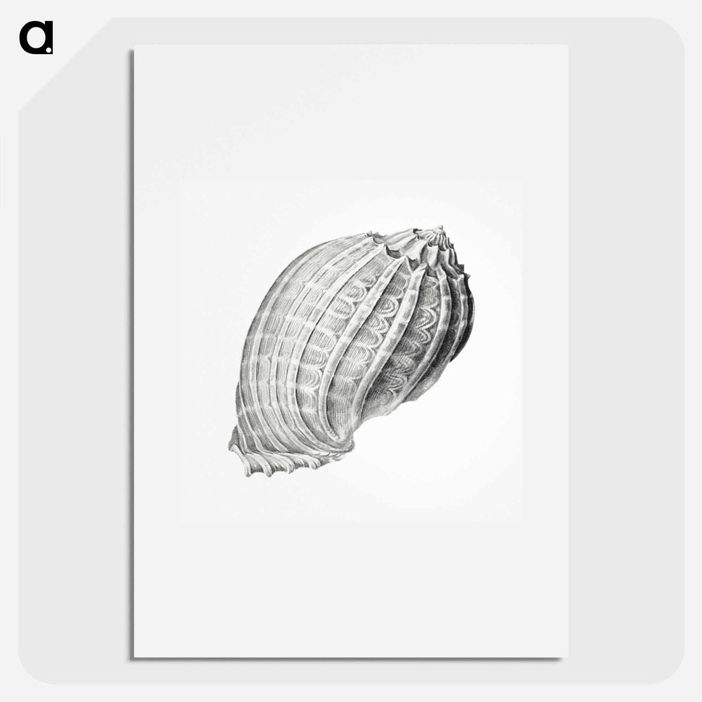 Vintage terrestrial snail illustration - エルンスト ヘッケル Poster.