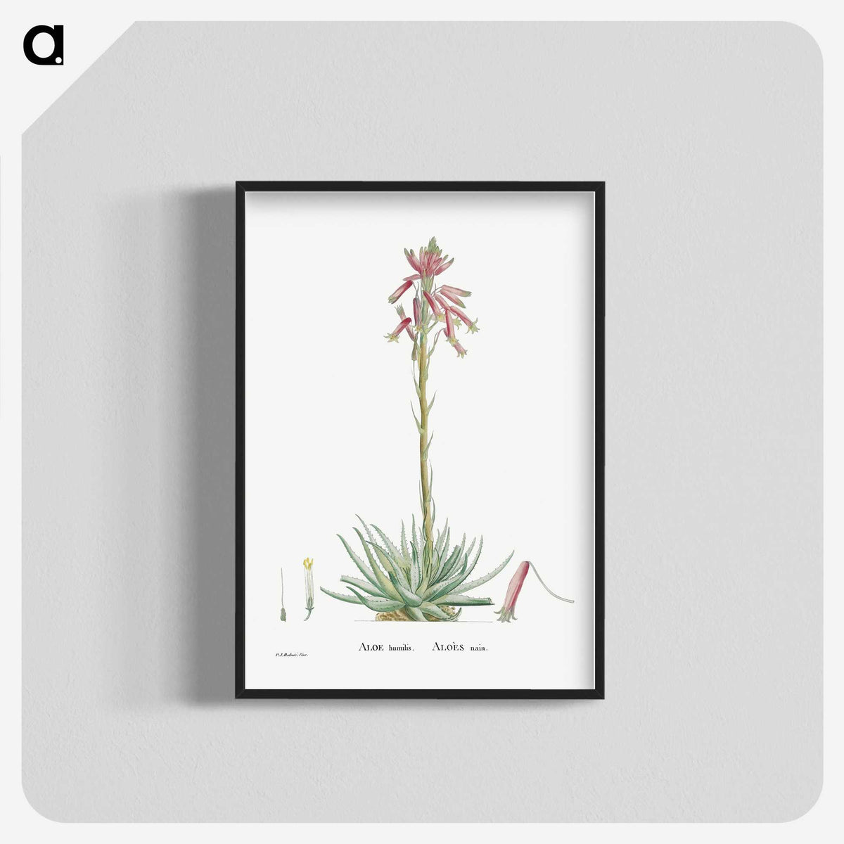2-35_Histoire-des-Plantes-Grasses_blk-crop