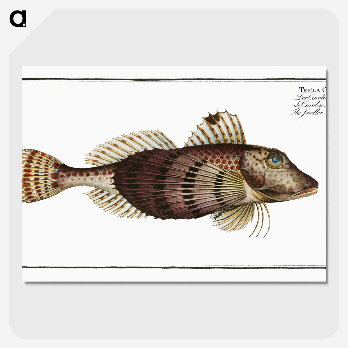 2-35_Ichtyologie-ou-Histoire-naturelle_picture-crop