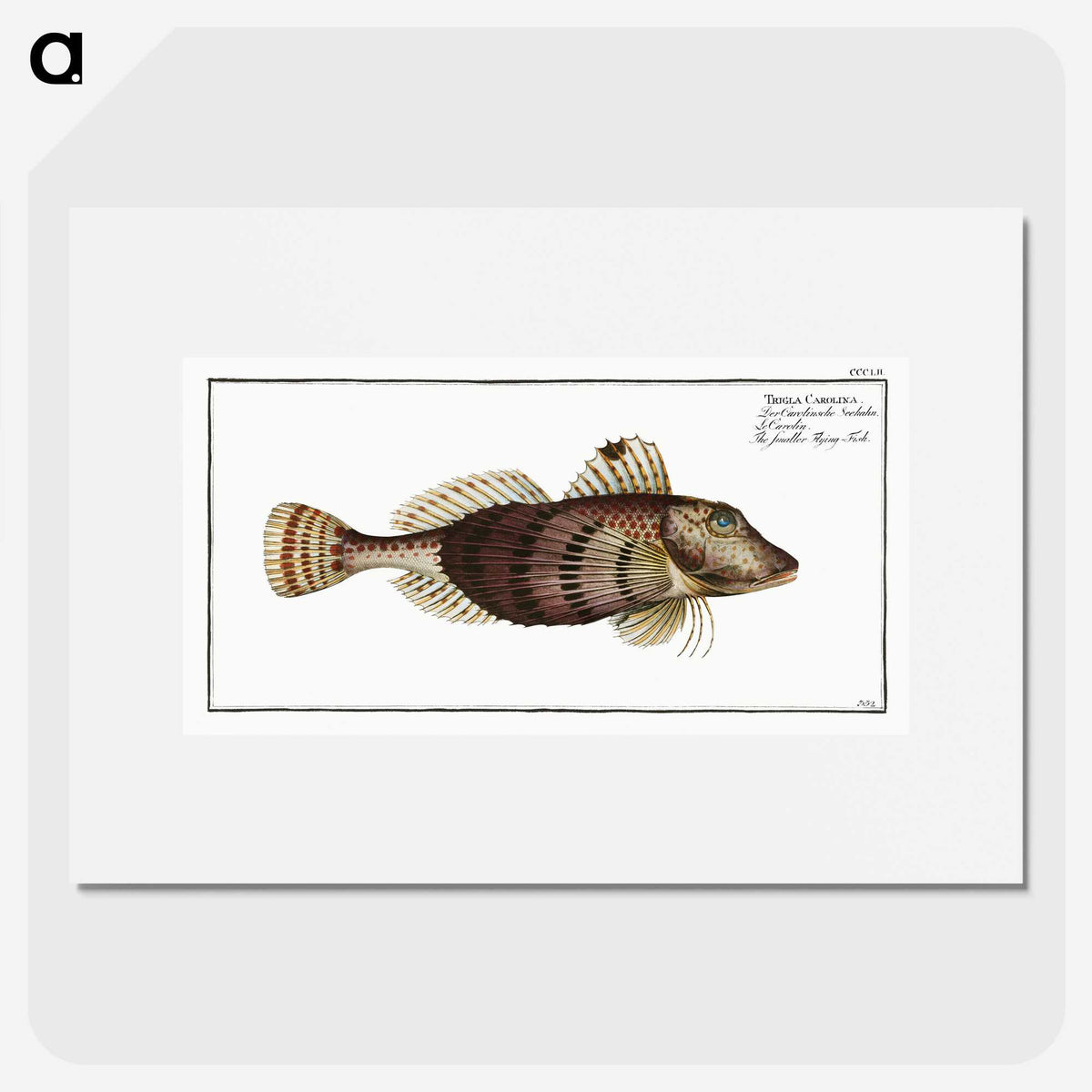 2-35_Ichtyologie-ou-Histoire-naturelle_picture