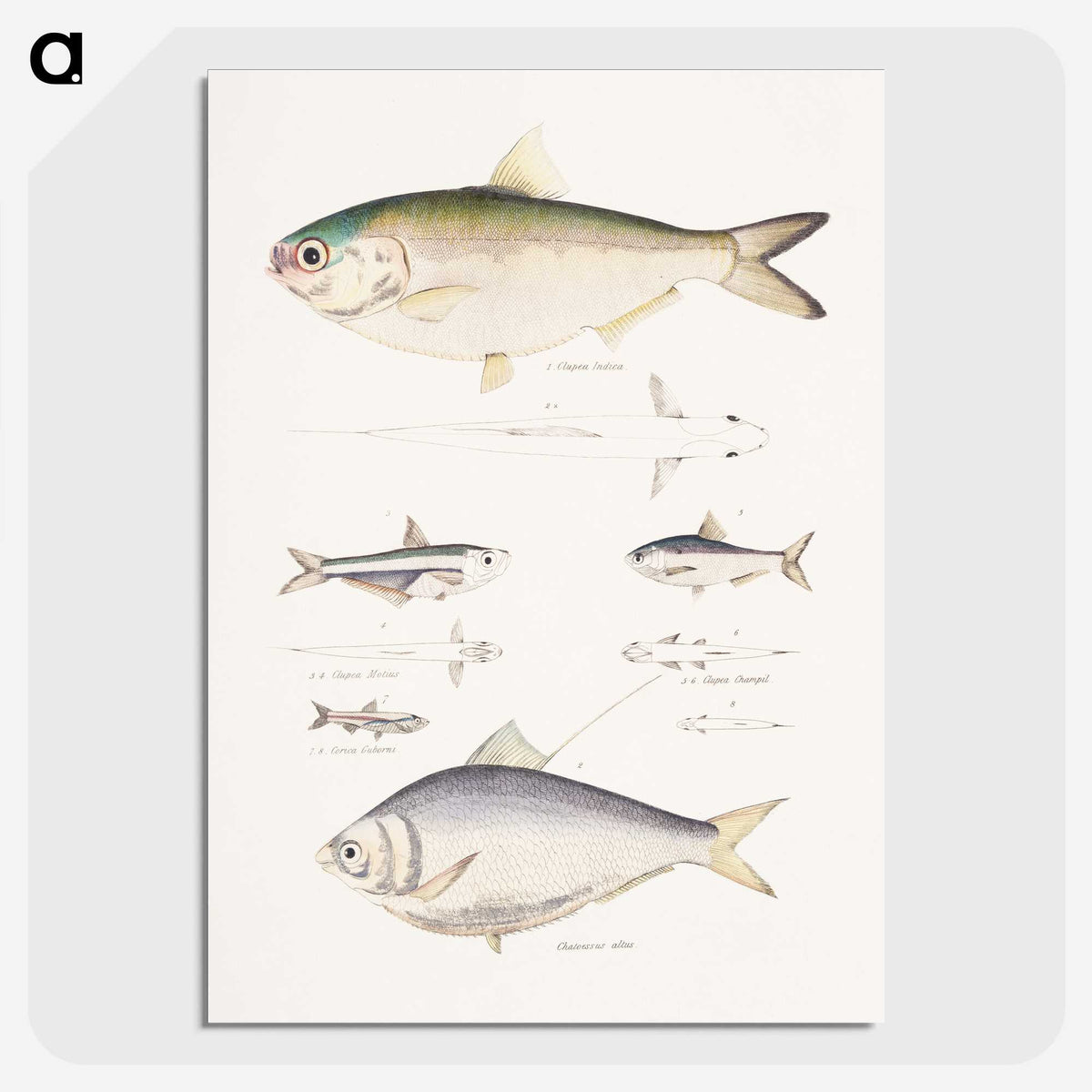 2-35_Indian-Zoology_picture-crop