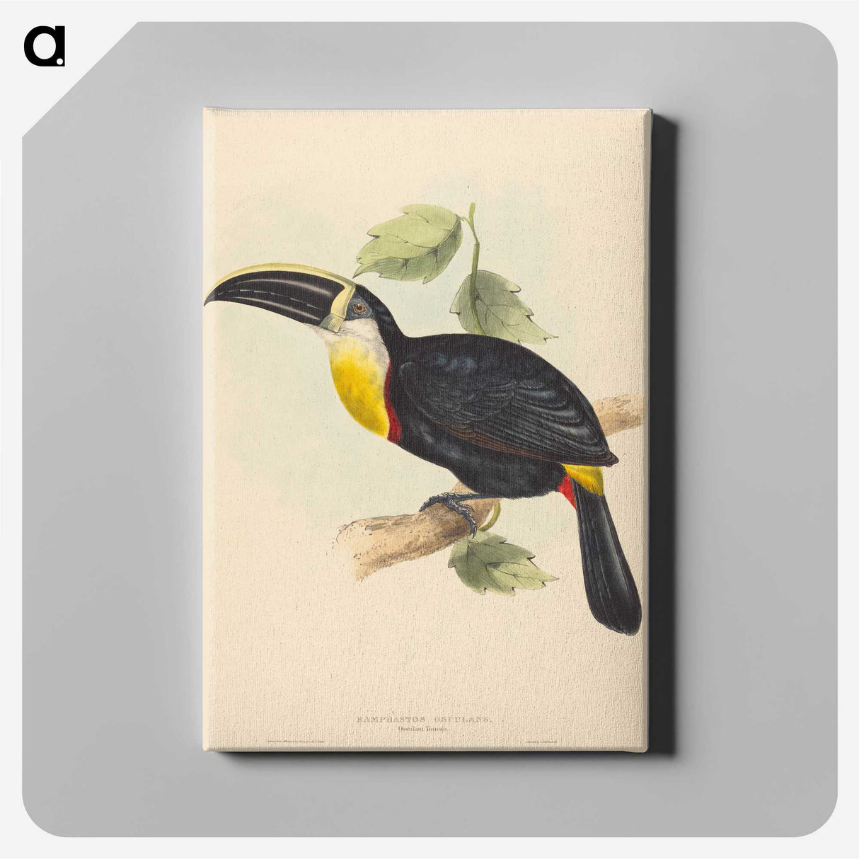 2-35_John-Gould_canvas