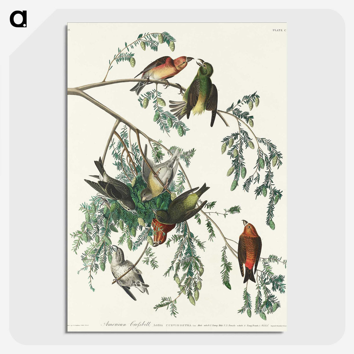 2-35_John-James-Audubon_picture-crop