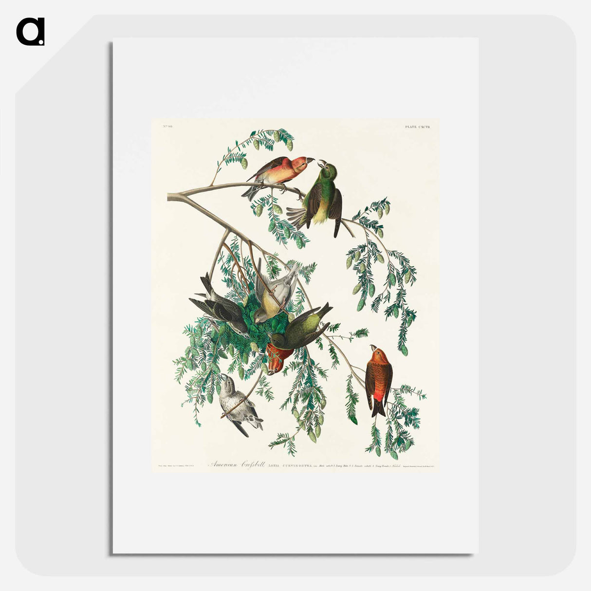 アートポスター-American Crossbill
- ジョン ジェームス オーデュボン Poster.