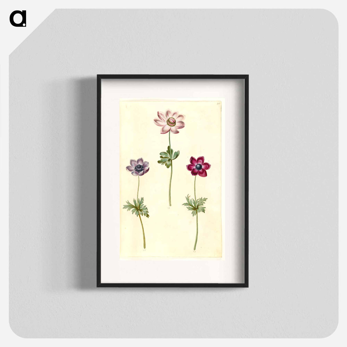 アートポスター-Anemone coronaria
- マリア ジビーラ メーリアン Poster.