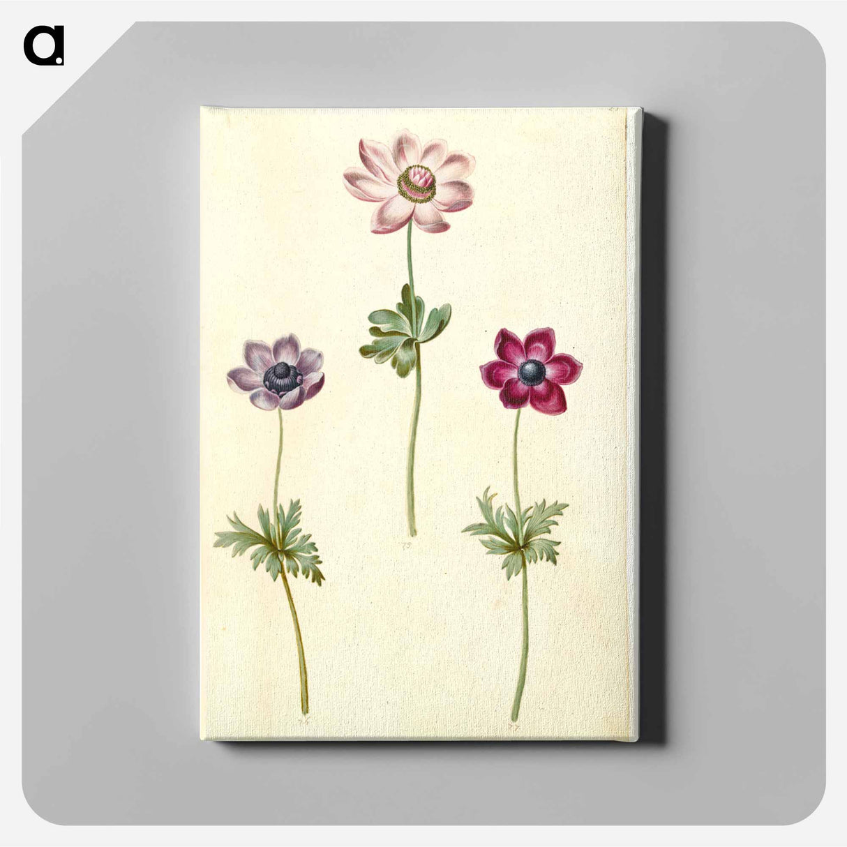 アートパネル-Anemone coronaria
- マリア ジビーラ メーリアン Canvas.
