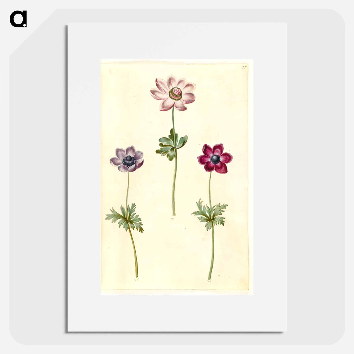 アートポスター-Anemone coronaria
- マリア ジビーラ メーリアン Poster.