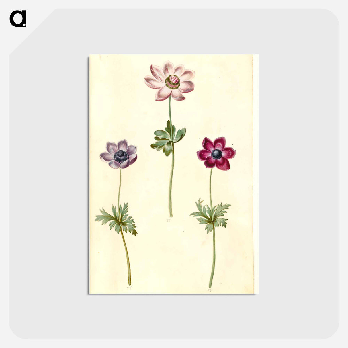 アートポストカード-Anemone coronaria
- マリア ジビーラ メーリアン Postcard.