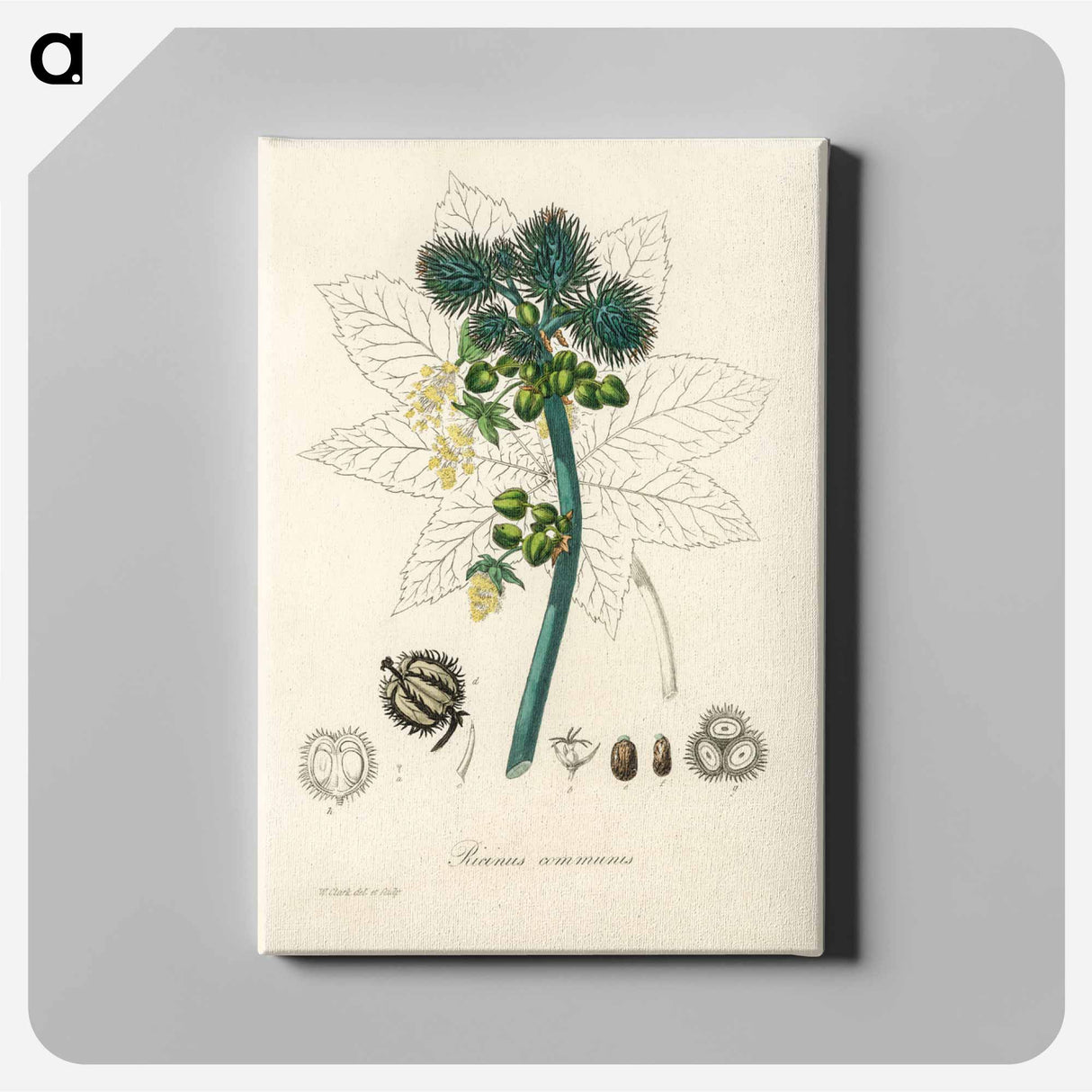 アートパネル-Castor Oil Plant Illustration
- 薬用植物学 Canvas.