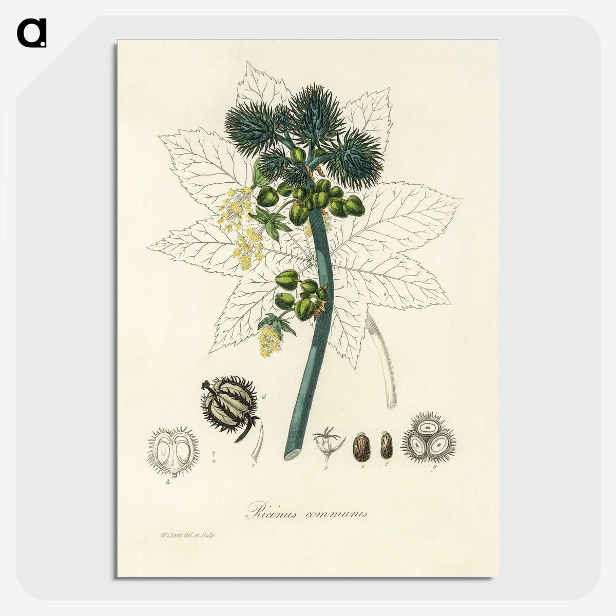 2-35_Medical-Botany_picture-crop