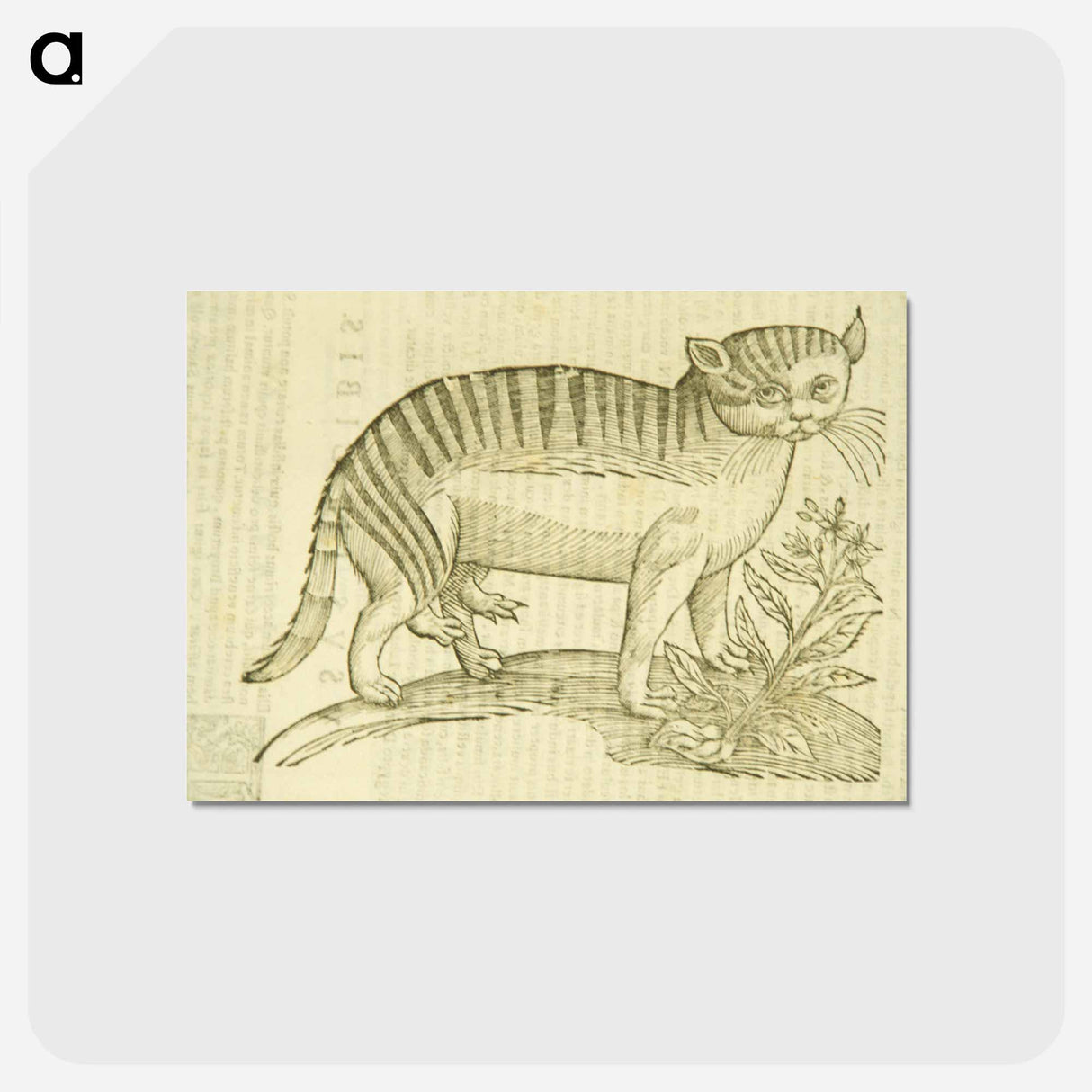アートポストカード-Felis foemina hexapus cum aelurogono, idest buglossa
- 国立医学図書館 Postcard.