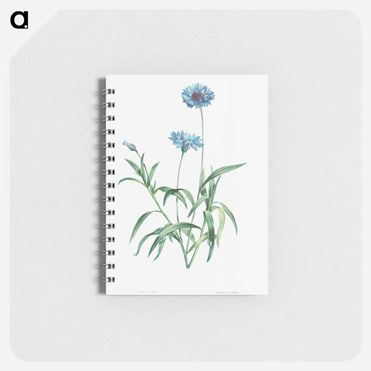 Blue flower - ピエール ジョゼフ ルドゥーテ Memo.