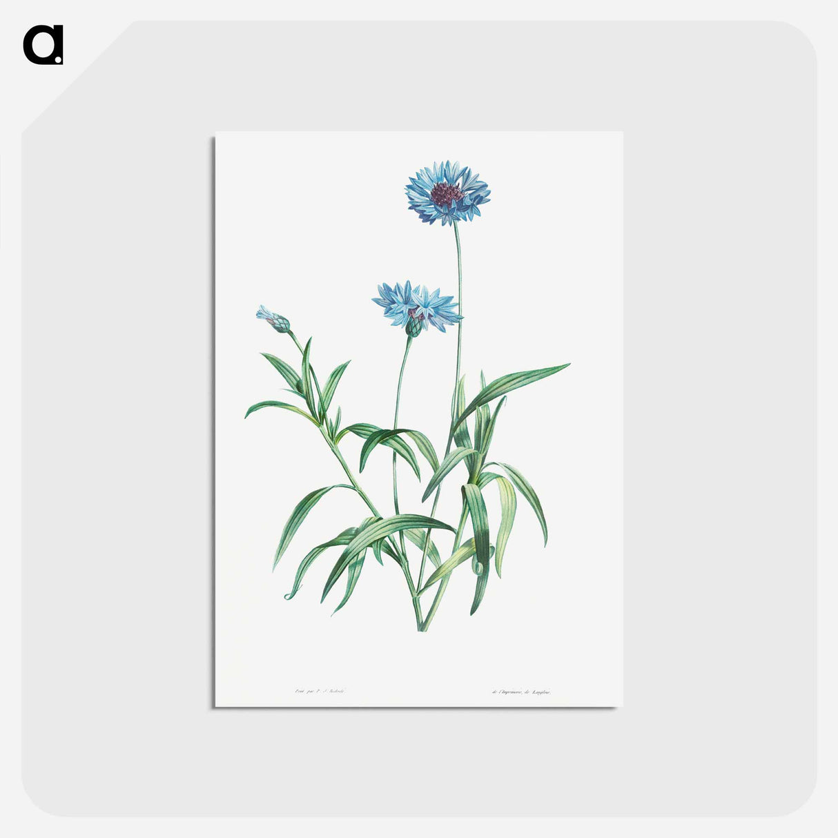 アートポストカード-Blue flower - ピエール ジョゼフ ルドゥーテ Postcard.