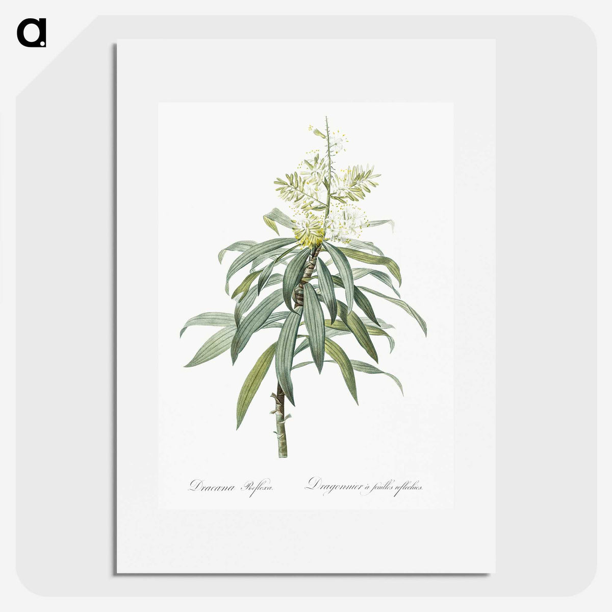 2-35_The-Lilies_picture