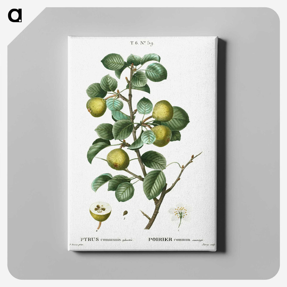 2-35_Treatise-on-Trees-and-Shrubs_canvas