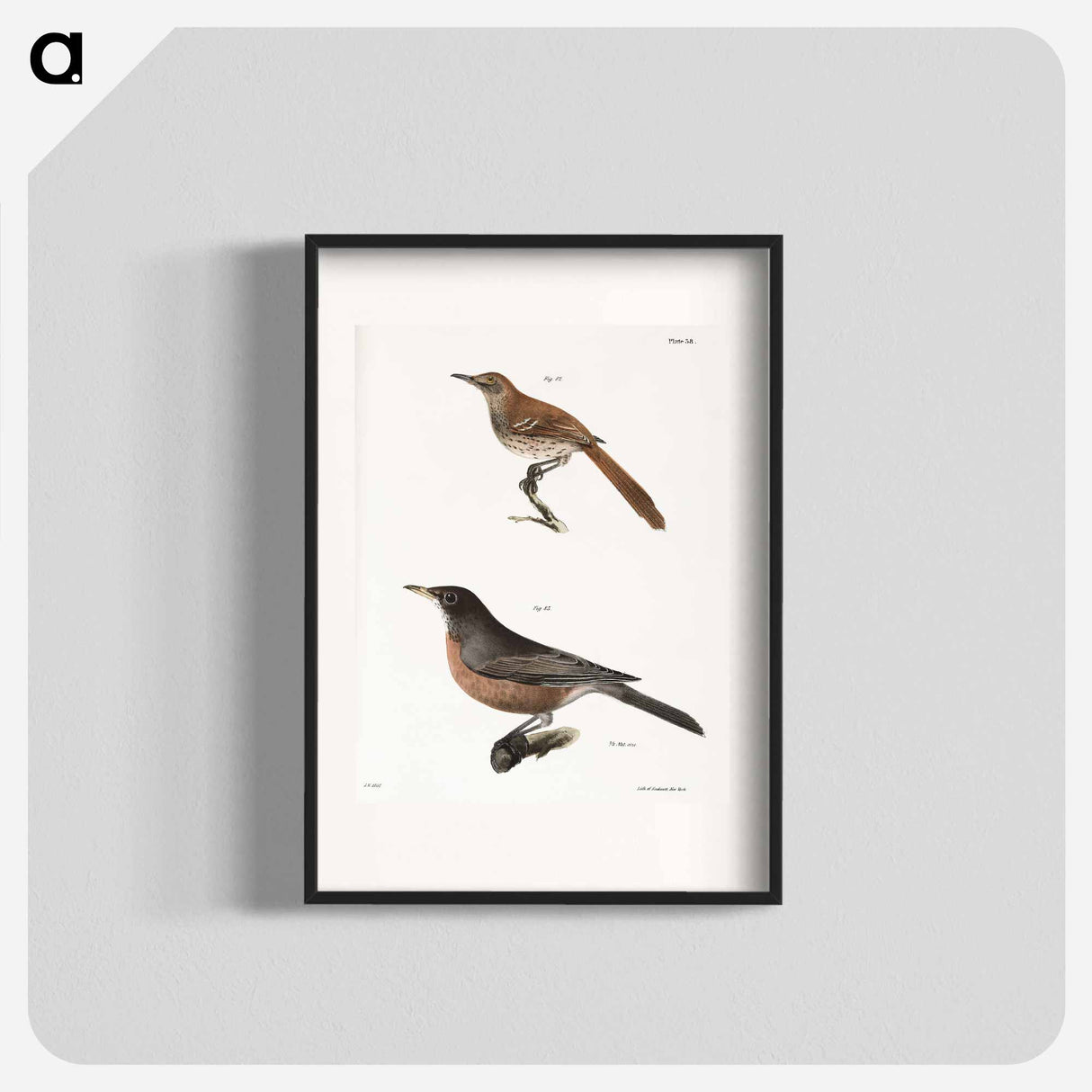 The Brown Thrush (Orpheus rufus) The American Robin (Merula migratoria) - ニューヨークの動物学 Poster.
