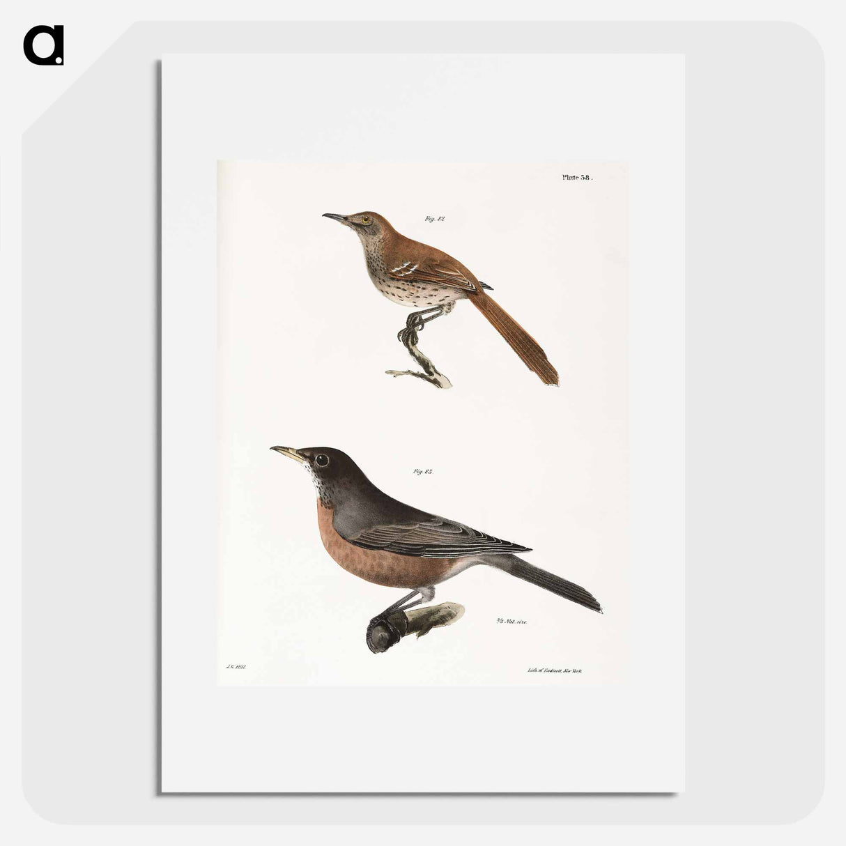 The Brown Thrush (Orpheus rufus) The American Robin (Merula migratoria) - ニューヨークの動物学 Poster.