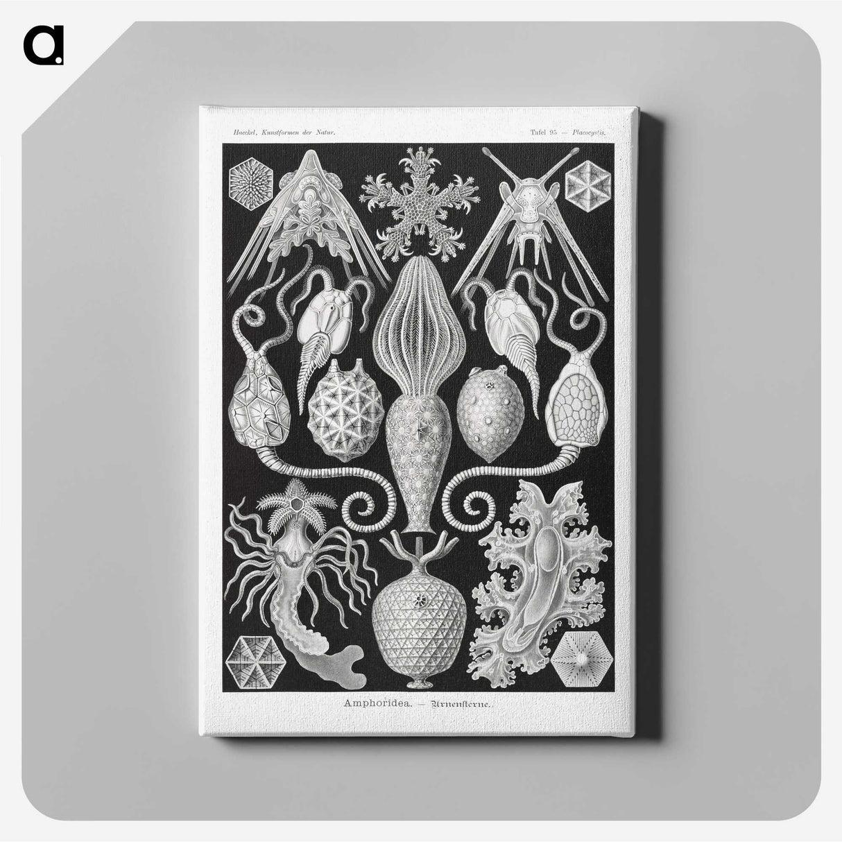 2-36_Ernst-Haeckel_canvas