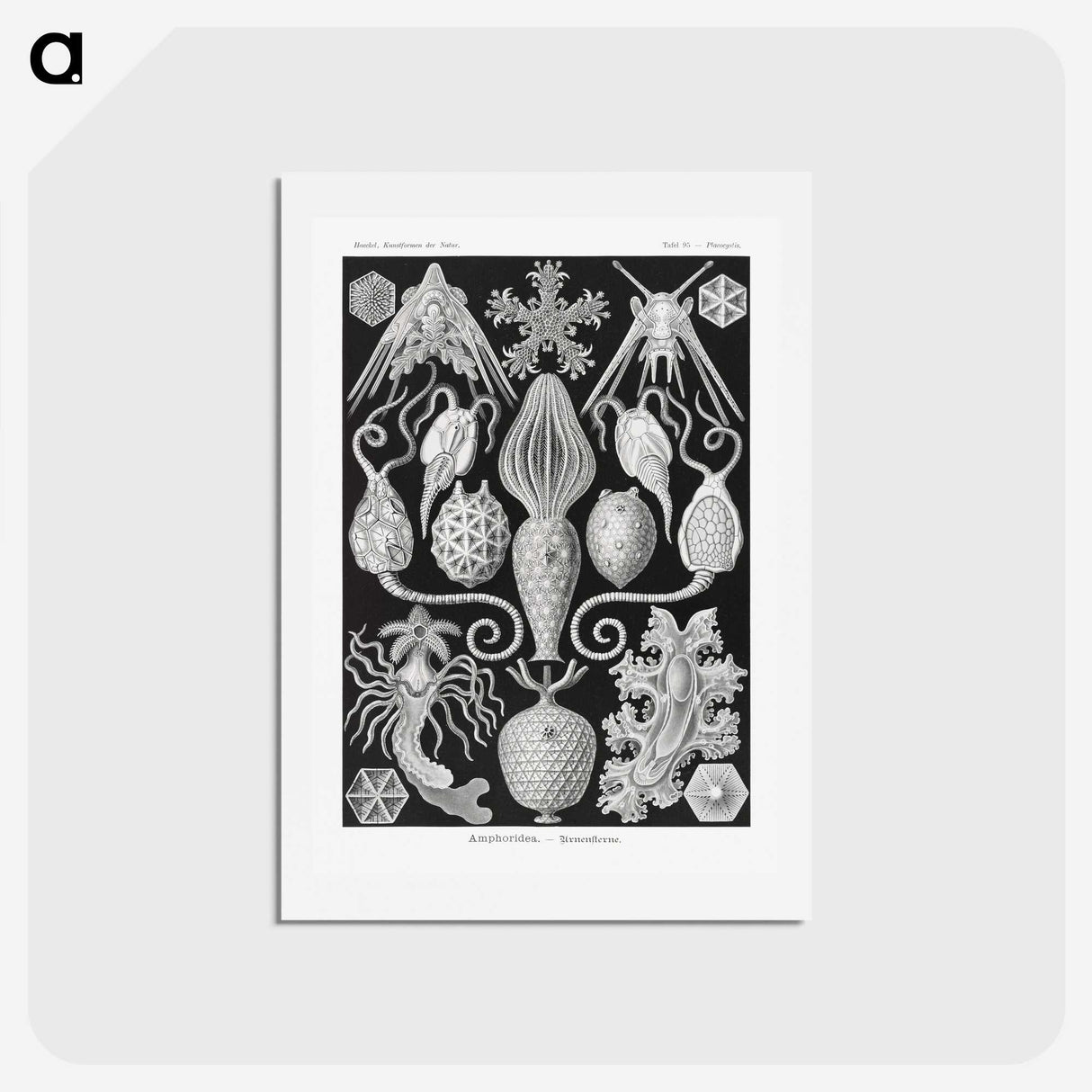 2-36_Ernst-Haeckel_hagaki