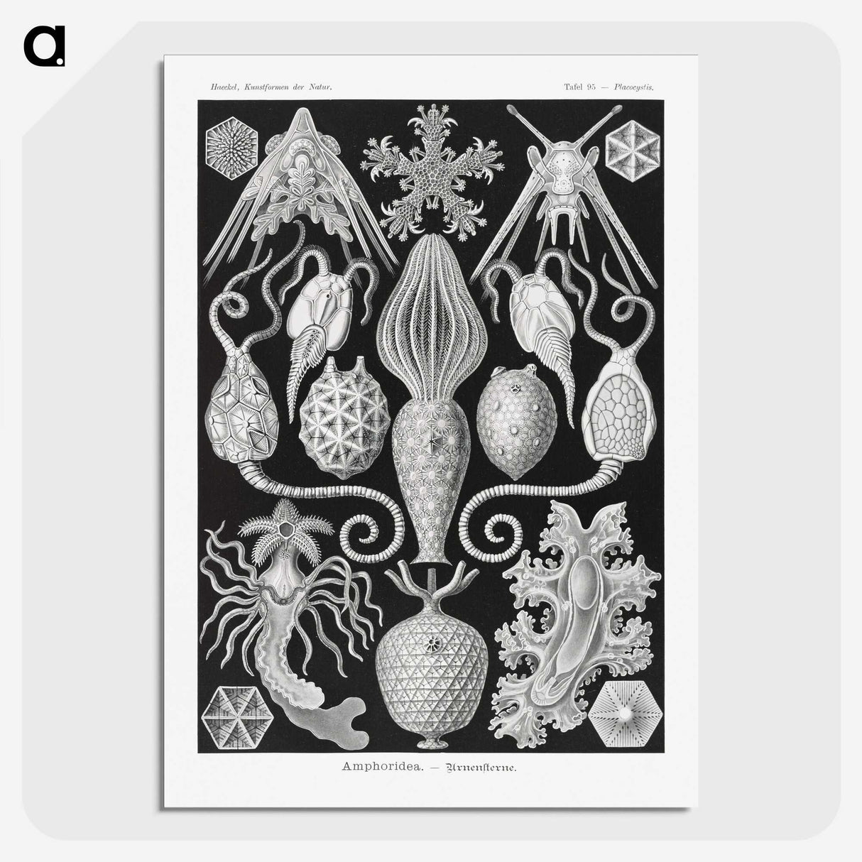 2-36_Ernst-Haeckel_picture-crop