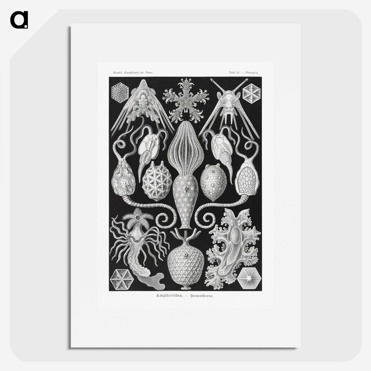 2-36_Ernst-Haeckel_picture