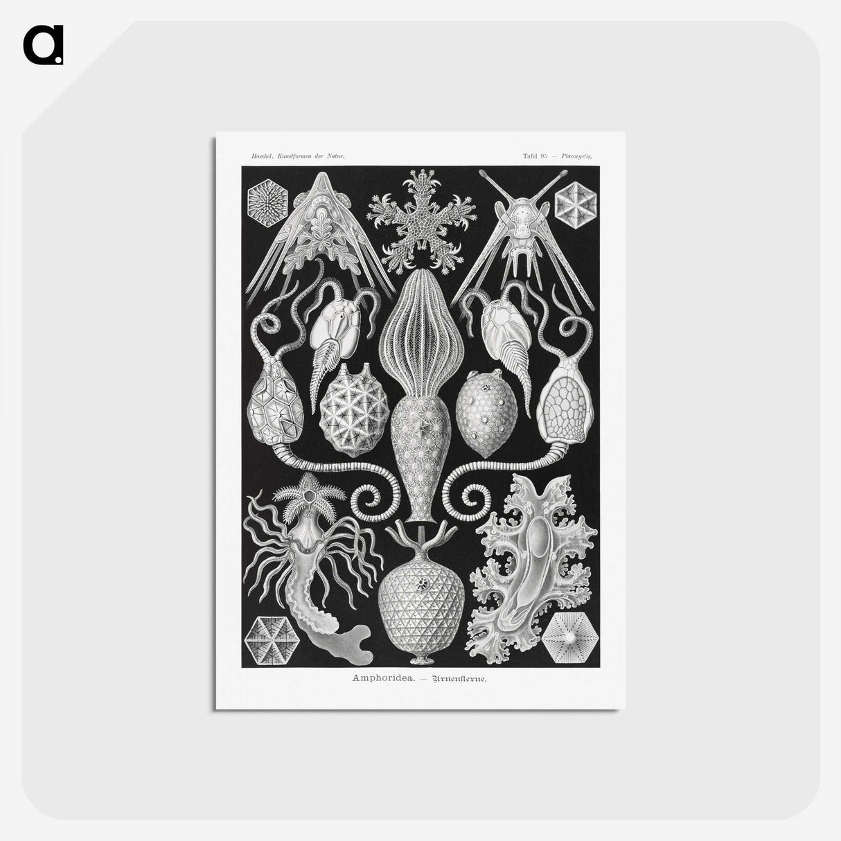 2-36_Ernst-Haeckel_postcard