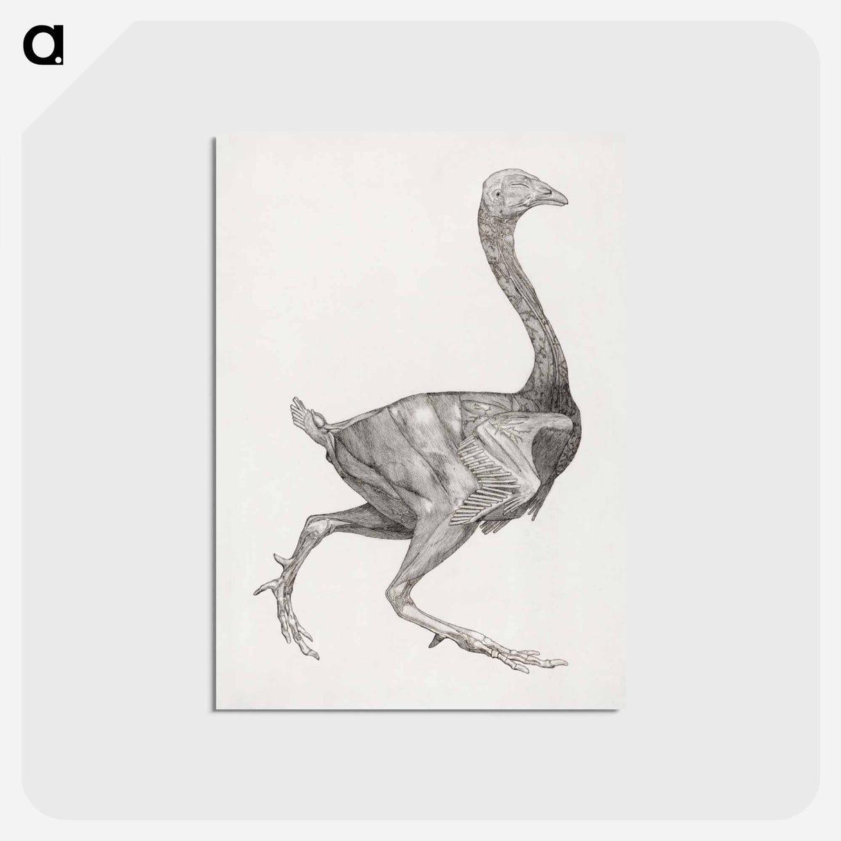 アートポストカード-Fowl Body, Lateral View
- ジョージ スタッブス Postcard.