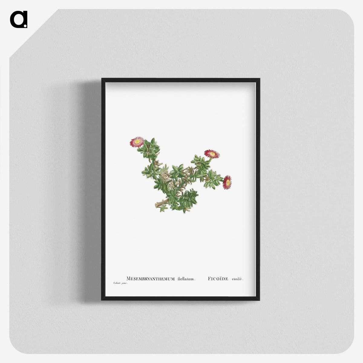 2-36_Histoire-des-Plantes-Grasses_blk-crop