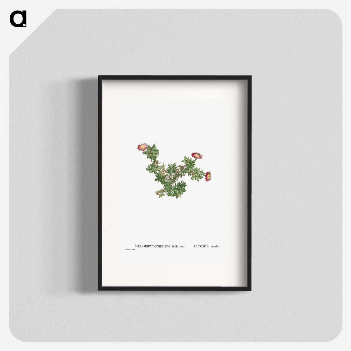 2-36_Histoire-des-Plantes-Grasses_blk