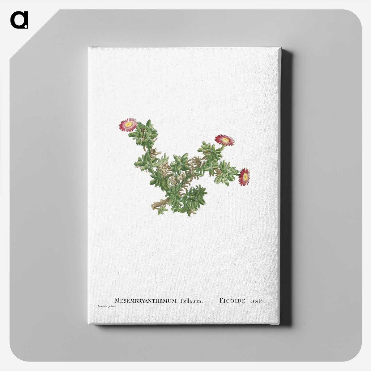 2-36_Histoire-des-Plantes-Grasses_canvas