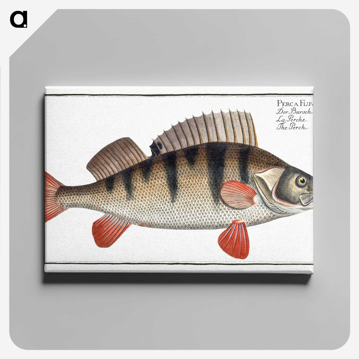 2-36_Ichtyologie-ou-Histoire-naturelle_canvas