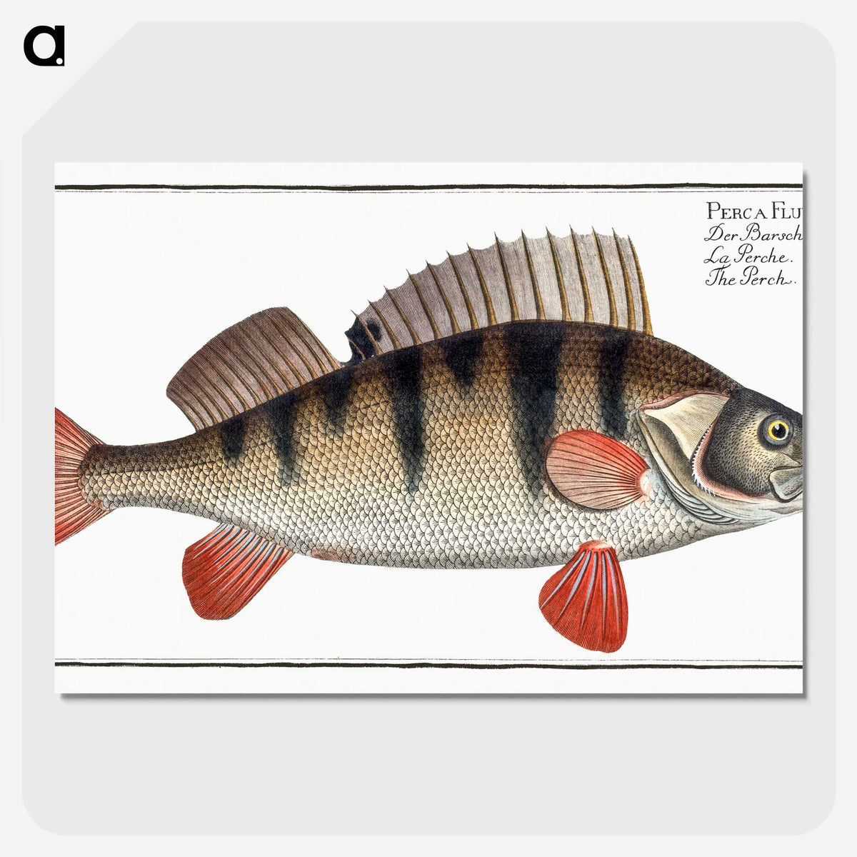 2-36_Ichtyologie-ou-Histoire-naturelle_picture-crop