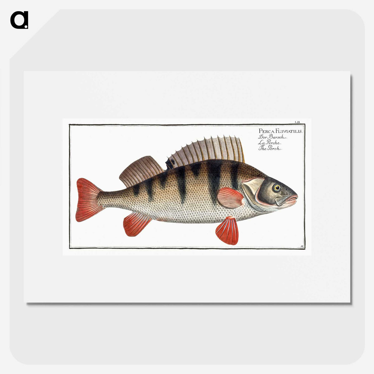 2-36_Ichtyologie-ou-Histoire-naturelle_picture
