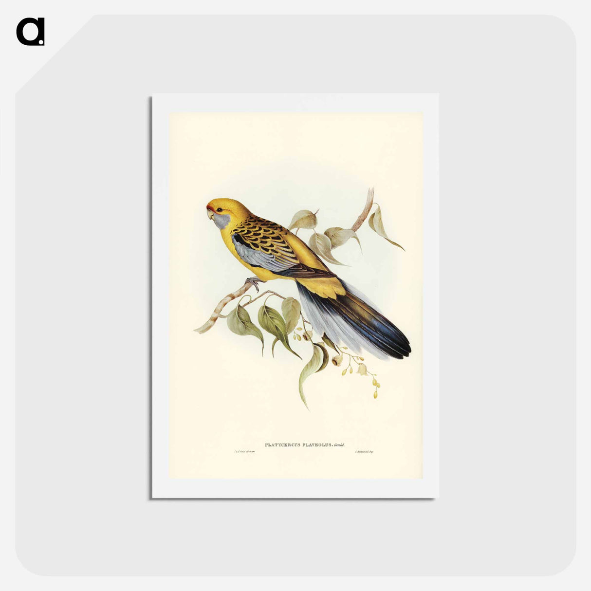 アートポストカード-Yellow-rumped Parakeet
- ジョン グールド Postcard.